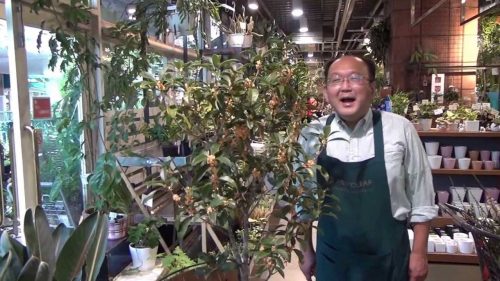 キンモクセイの病気について