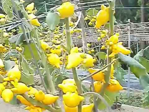 カナリアナスってどんな花が咲くの