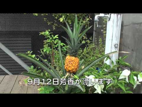 パイナップルってどんな花が咲くの