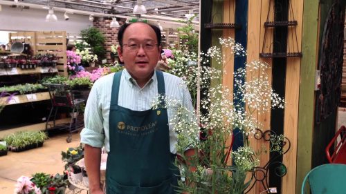 かすみ草の種類と色について