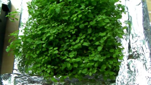 ハコベの栽培方法