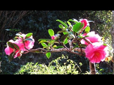 寒椿ってどんな花が咲くの