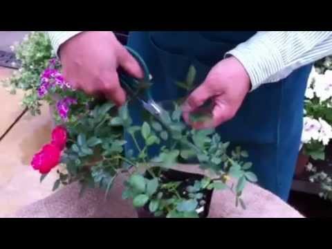 ミニバラの病気について