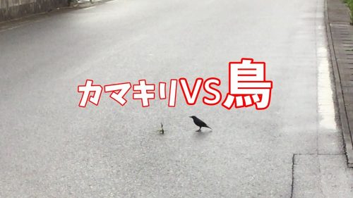 鳥を食べるカマキリっているの