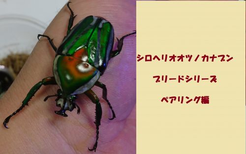 カナブンって害虫