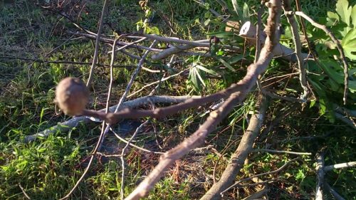 イチジクについたカミキリムシ対策