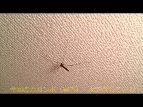 ガガンボの駆除方法