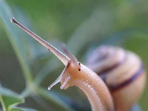 カタツムリの化粧品って危険って本当
