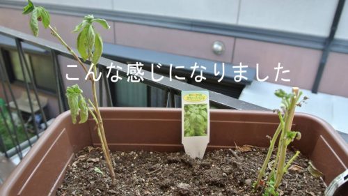 バジルが枯れる原因は