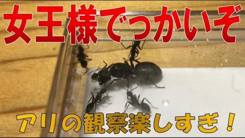 女王アリの役割と生態