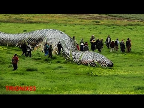 最大 アナコンダ 【驚愕】世界最大級の巨大ヘビがブラジルで捕獲される！長さ10メートル、重さはなんと400キロ！ │