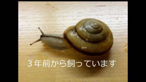 カタツムリの産卵方法について