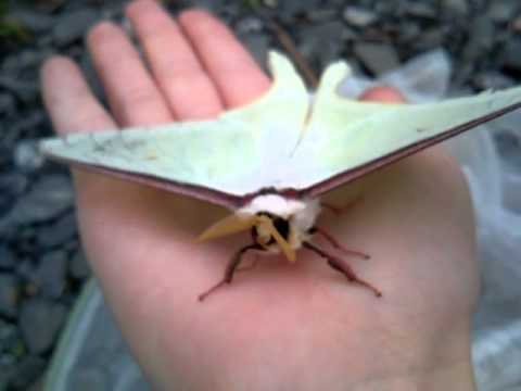 綺麗で美しい蛾のまとめ