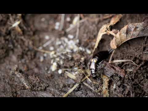 ハサミムシの幼虫の特徴