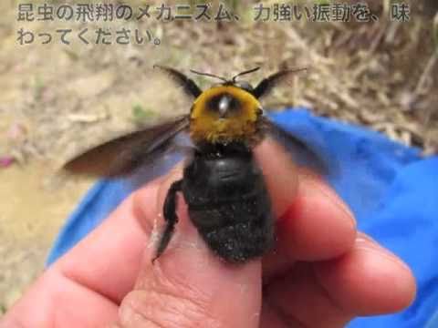 クマバチ クマンバチ とスズメバチの見分け方