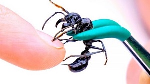 噛まれると超痛い蟻 パラポネラ サシハリアリ