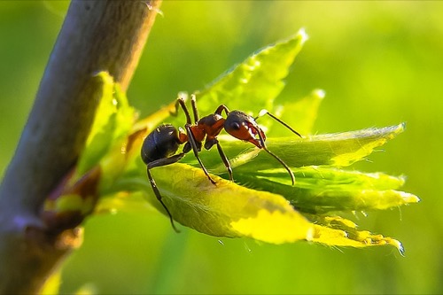 アリを観察するのにオススメの方法は