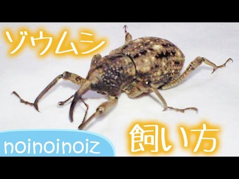 ゾウムシの駆除方法