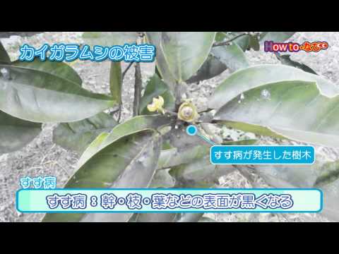 カイガラムシってどこからやって来るの