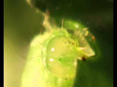 ヨトウムシの駆除法