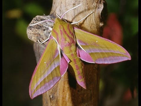 ベニスズメの生態