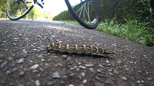 セスジスズメの駆除方法