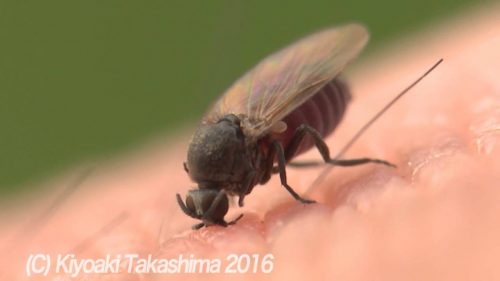 ブヨの毒の成分と毒性について