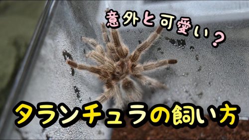 タランチュラって脱皮するの