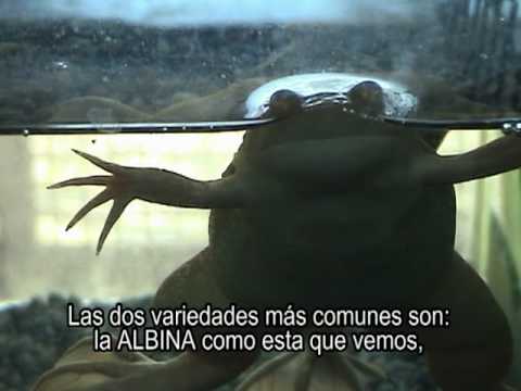 アフリカツメガエルの餌は何が良い