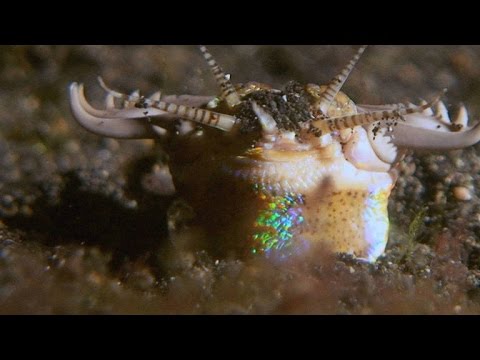 オニイソメの生態