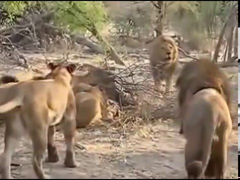 ライオンは群れで行動するが 一匹ライオンもいる
