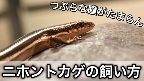 ニホントカゲの餌は何が良い