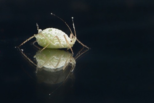 白いふわふわした小さい虫の正体は