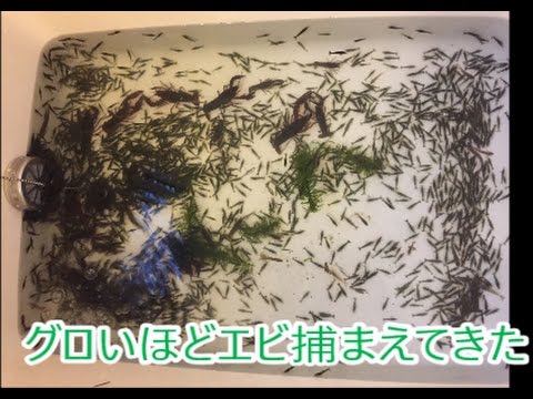 エビって昆虫に近い生き物