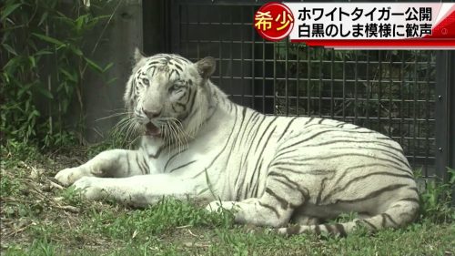 ホワイトタイガーがいる動物園は