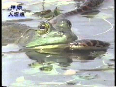 ウシガエルの卵の見分け方