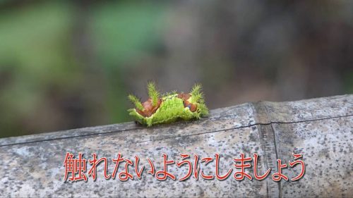 オコゼ虫の正体は