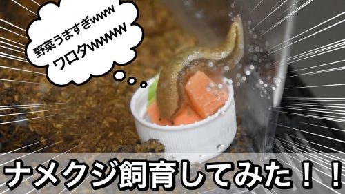 ナメクジはどこから湧くの