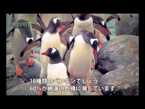 ペンギンの餌 食べ物って何