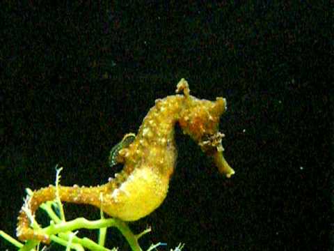 タツノオトシゴの名前の由来