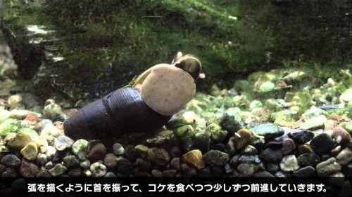 カワニナの飼育 繁殖方法