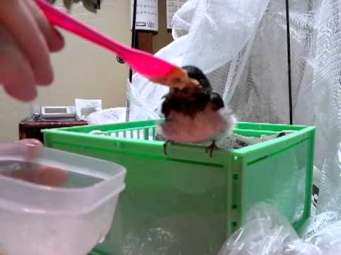 つばめは何をエサにしているの