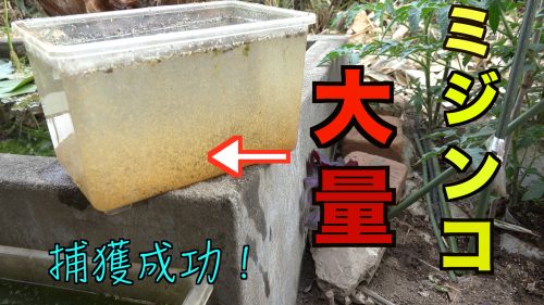 水槽にミジンコはいた方が良い