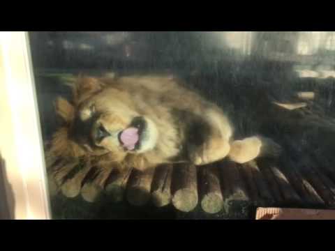 ライオンの牙の長さと特徴