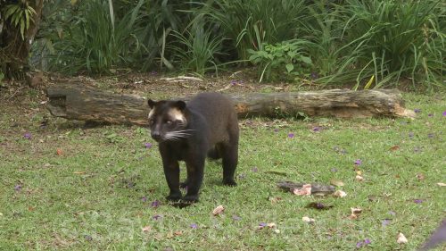 ハクビシンってアナグマの一種で良いの