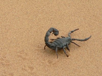 サソリの目っていくつある?