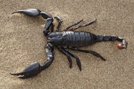 サソリの目っていくつある?