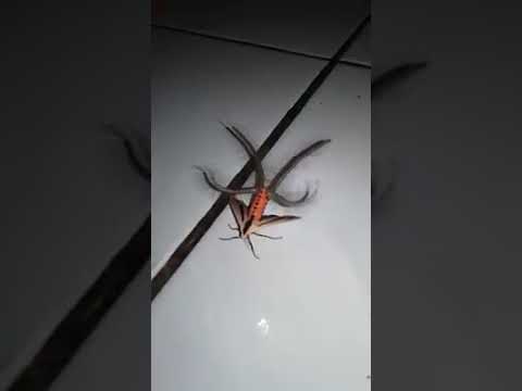 キモさ最強の蛾 クロスジヒトリ