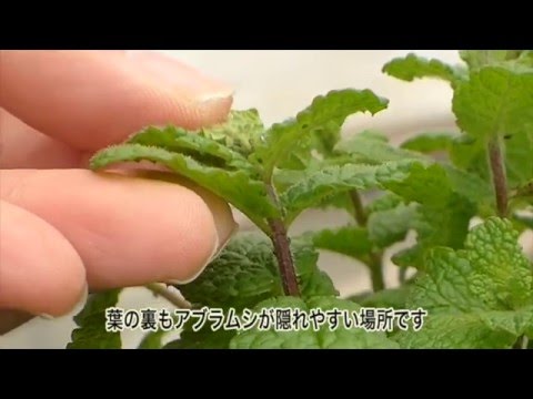 ミントのアブラムシ対策
