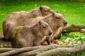 カピバラ をペットとして飼育するには